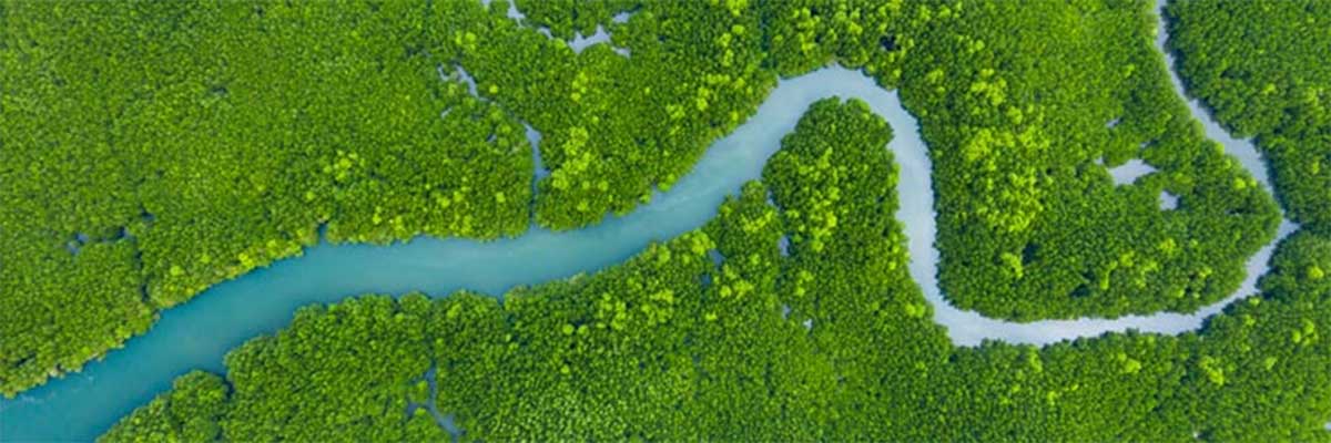 Article Leren van ecosystemen bij zakendoen Image